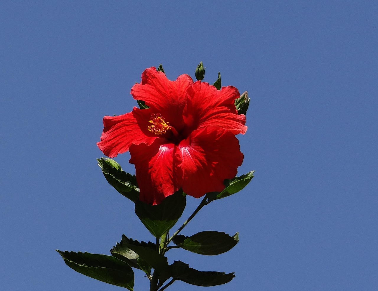 【四川话花是什么意思/四川话花是什么意思?】 【四川话花是什么意思/四川话花是什么意思?】
